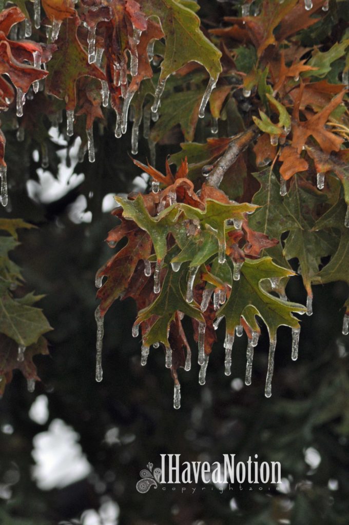 iced over oak leaves