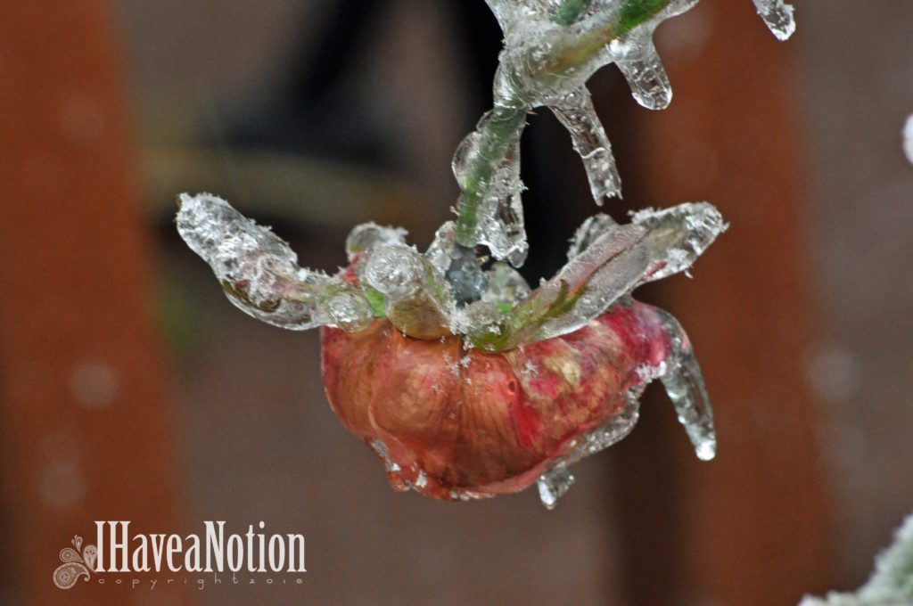 Iced Rose bloom