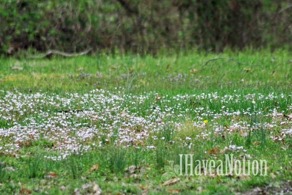 Meadow of Spring Beauty wildflower