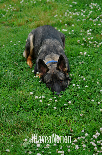 Patton being coy in clover