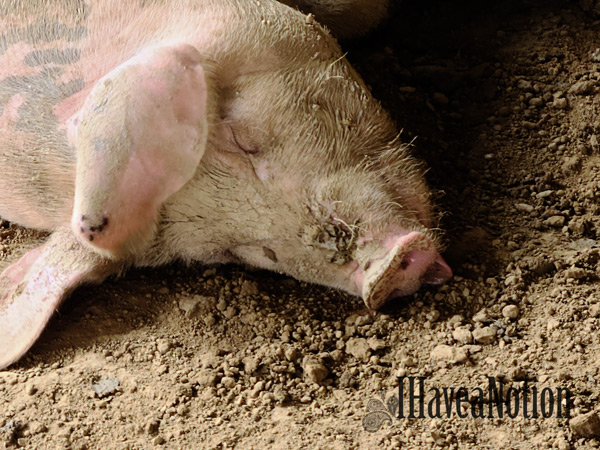 Sleeping Pig