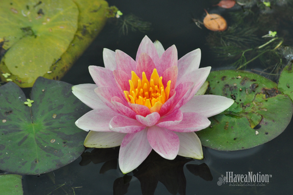 The photo used to create the Pink Water Lily Quilt