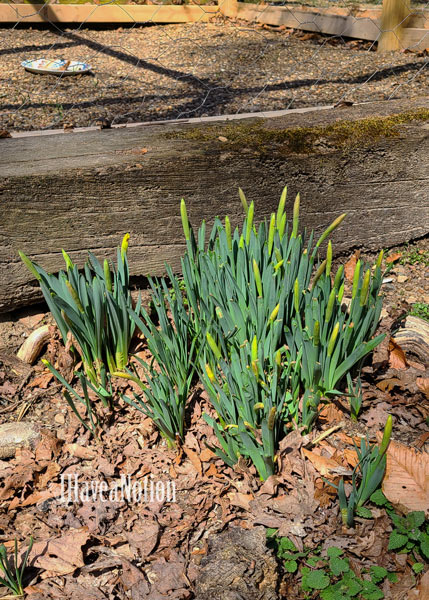 The first flowers of spring