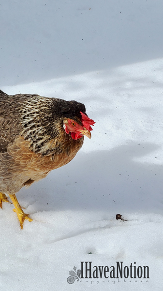 Chicken in the snow