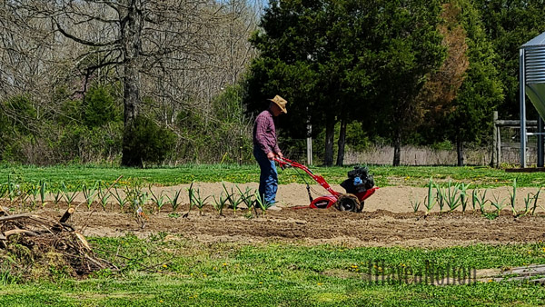 Rototilling the garden