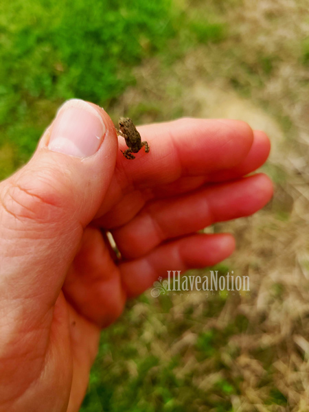 Baby toad