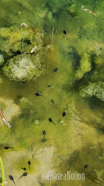 Pollywogs in the pond