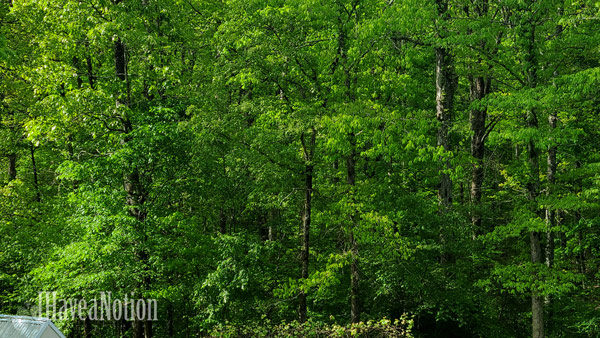 Green trees
