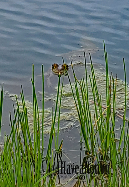 Pop up toad in the green pond grass