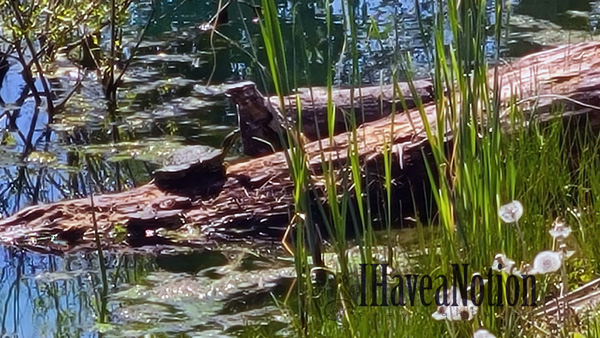 Green turtle sunning on a log