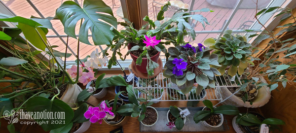 June blooming houseplants