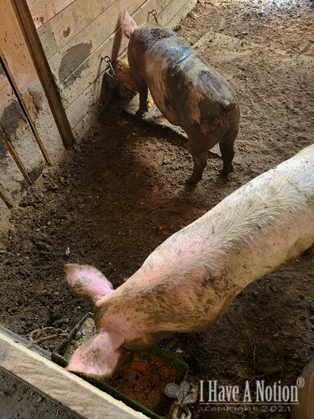 This years pigs