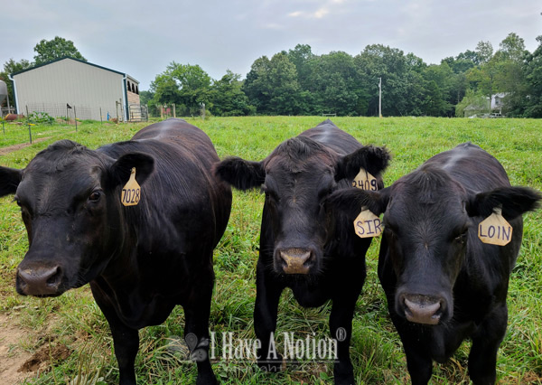 The 'Cow Boys'