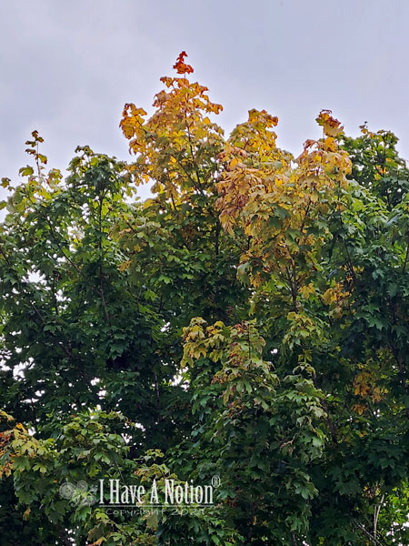 colorful maple with beginning color