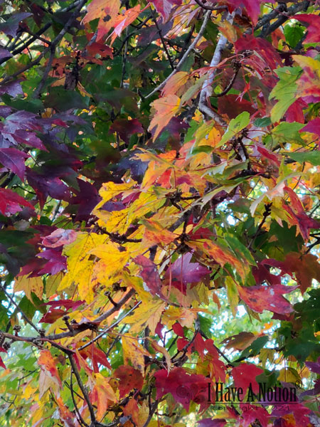 fall leaves