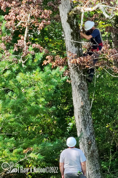 Dead tree bing topped